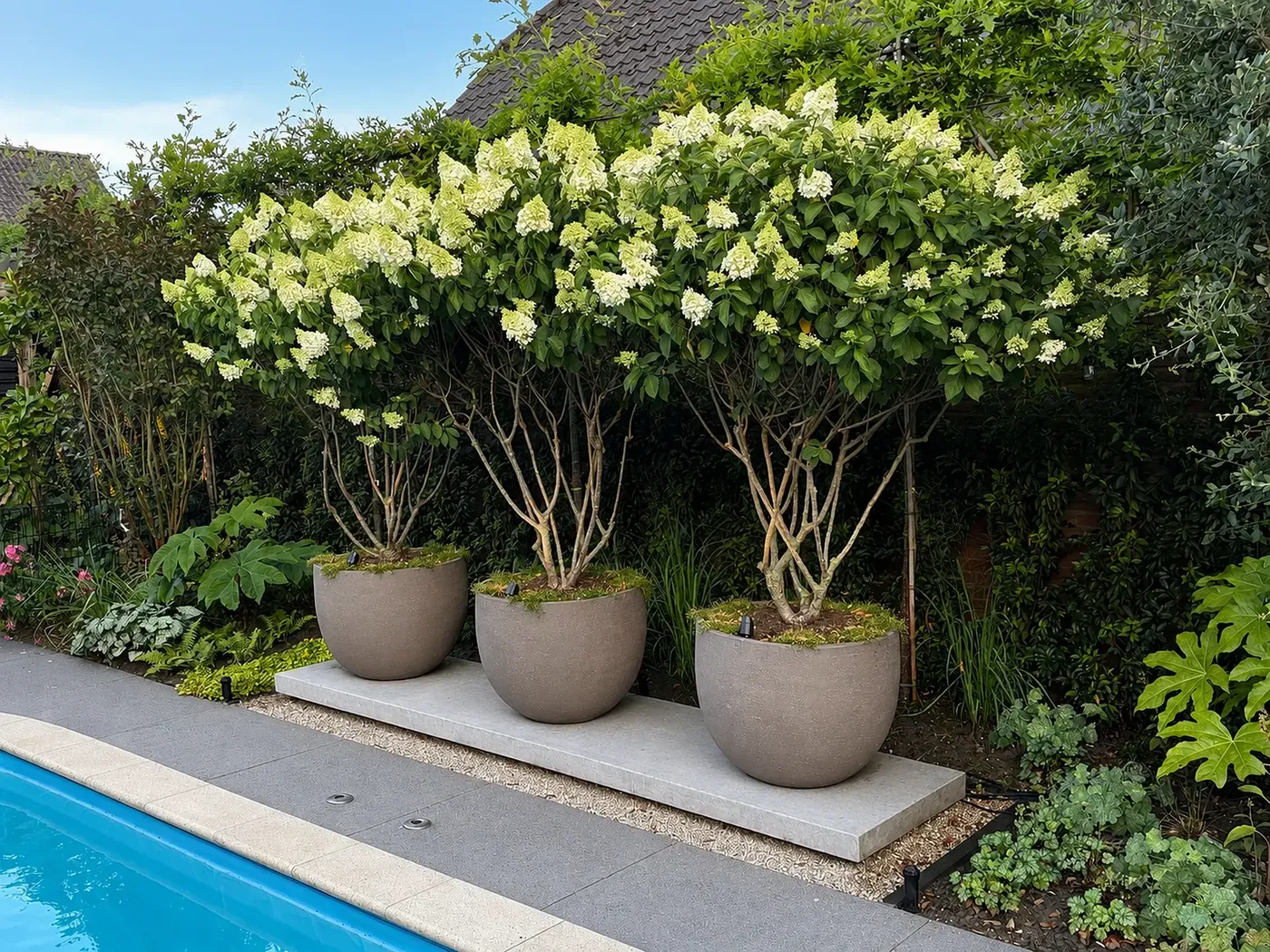 Tuin met witte hortensiabomen in grote betonnen potten naast een zwembad, aangelegd door Out-living